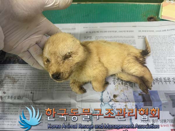 종료(자연사) 믹스…